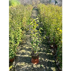 Ligustrum Kurtbağrı Çit Bitkisi