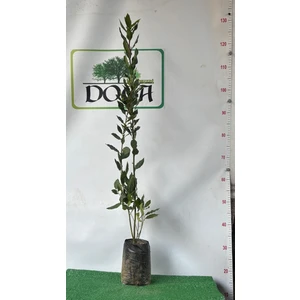 AFYON DOĞA PEYZAJ KOKULU DEFNE ÇALISI