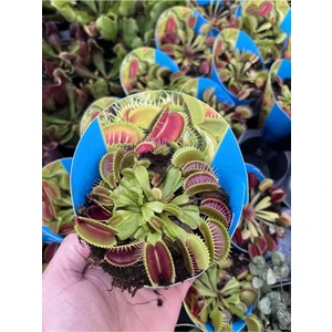 Dionaea Muscipula - Sinek Kapan - Etobur Bitki