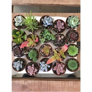 20 Sukkulent Karışık Mix