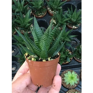 Haworthia Limifolia Sukulent 5.5cm