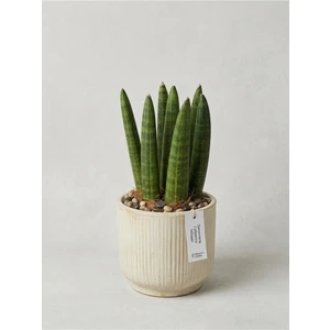 Sansevieria Cylindrica