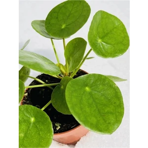 Pilea Peperomioides Çin Para Ev Bitkisi 8.5cm Saksıda -Pilea Bitkisi
