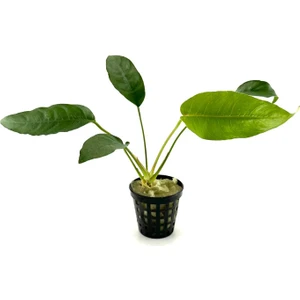 Canlı Bitki L020 Anubias Barteri Short And Sharp