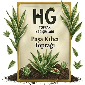 Hg Paşa Kılıcı (Sansevieria) Toprağı