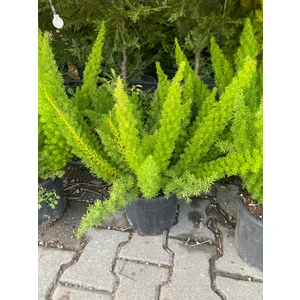 Tilki Kuyruğu Asparagus Densiflorus