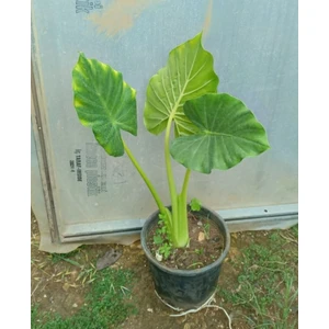 Anthurium Alacasia Fil Kulağı