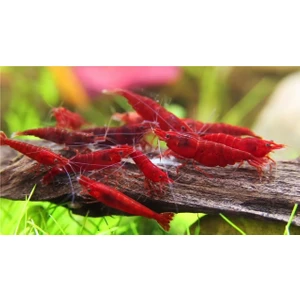 Bloodymary Karides 5 Adet (1-1,5cm)