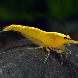 Sarı Ateş Karides 5 Adet (1-1,5cm)