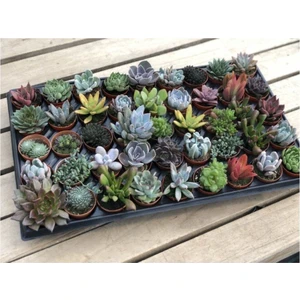 Egzotik Bahçe 45'li Sukulent Mix Sağlıklı Bitkiler 5.5 cm Saksıda Kendi Üretimimiz Menşei Türkiye