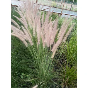 Pennisetum Setaceum