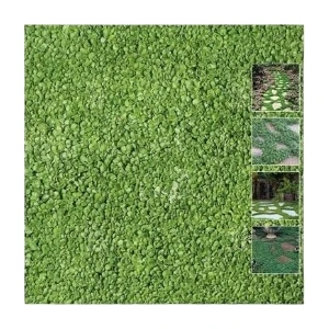 Fare Kulağı Çim Tohumu (Dichondra Repens)