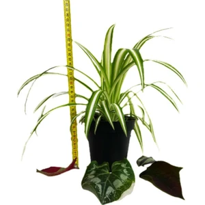 Bitki Fidanım Chlorophytum Comosum Kurdele Çiçeği