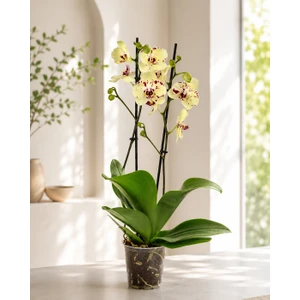 Sarı Phalaenopsis Orkide – Çift Dal