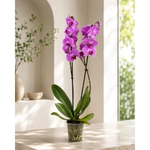 Mor Phalaenopsis Orkide – Çift Dal