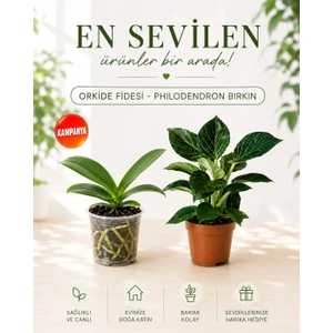 Orkide Fidesi – Philodendron Birkin – 2'li Set