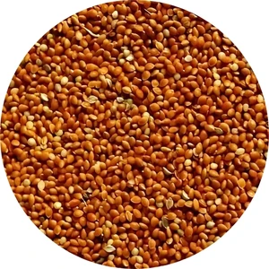 Kırmızı (Kızıl Darı)