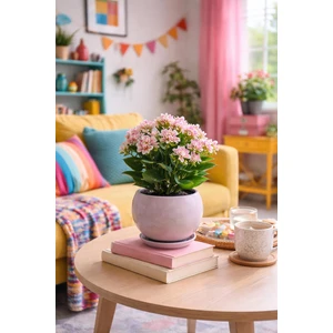Tabaklı Vizon Tombul Çömlek Saksı 16X15 cm