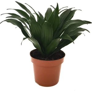 Dracaena Compacta (Dragon Ağacı)