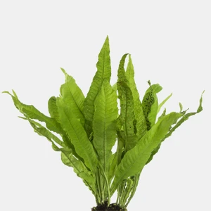 Moss Akvaryum Java Fern Microsorum Pteropus 1 Kök (5-6 Yaprak)