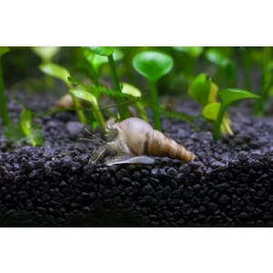 Moss Akvaryum Minare Salyangozu 5 Adet