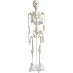 Iskelet Modeli 85 cm