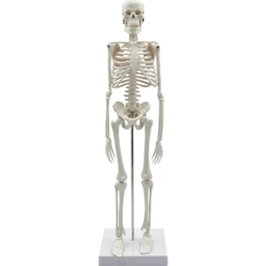 Iskelet Modeli 45 cm