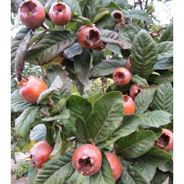 Porno qoshni vasvasaga Jazoni kaltaklash porno video