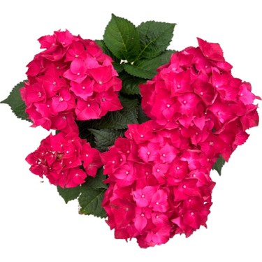 Betonish Hydrangea Macrophylla 'red' (Kırmızı Ortanca) Fiyatı