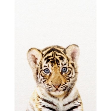 Jeronkarji Baby Tiger, Baby Animals Sanatsal Baskı Synplus Fiyatı