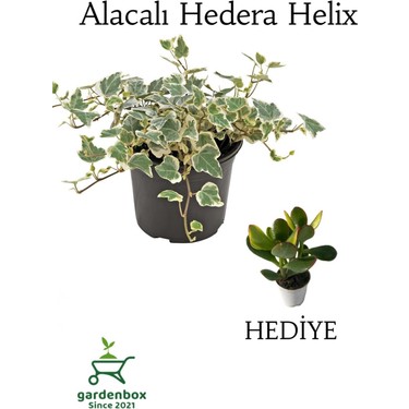 Garden Box Hedera Helix Duvar Ağaç Sarmaşığı 1 Adet Saksılı Fiyatı