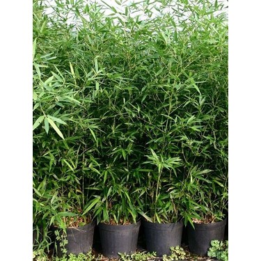 Murattohum Yeşil Bambu Ağacı Tohumu Fiyatı - Taksit Seçenekleri