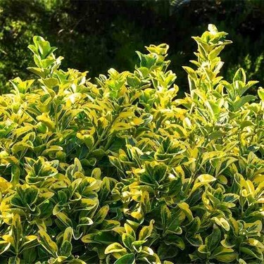 Doğaşık 2 Yaşında Tüplü Saksılı Altuni Taflan (Euonymus Fiyatı