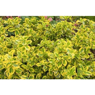 Doğaşık 2 Yaşında Tüplü Saksılı Altuni Taflan (Euonymus Fiyatı