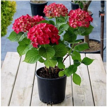 Kırmızı Ortanca Fidesi Hydrangea Macrophylla 10-20 cm Fiyatı