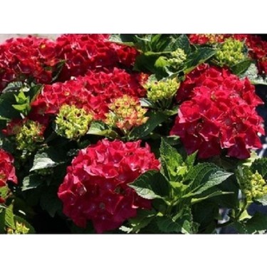 Kırmızı Ortanca Fidesi Hydrangea Macrophylla 10-20 cm Fiyatı