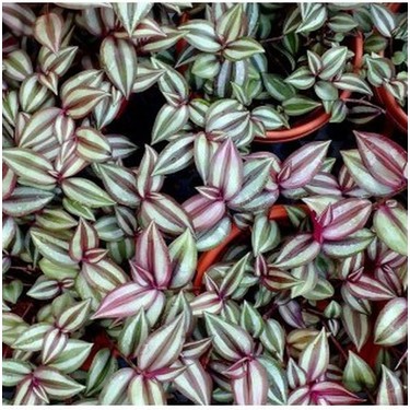 紫苑 Garden Box Yeşil Alacalı Tradescantia Zebrina Çiçeği1 Adet Fiyatı