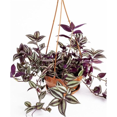 Garden Box Yeşil Alacalı Tradescantia Zebrina Çiçeği1 Adet Fiyatı