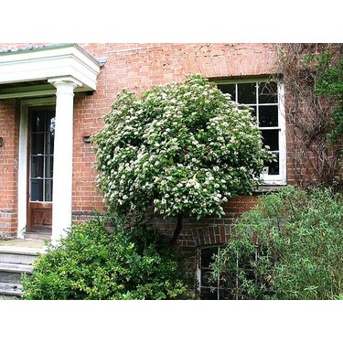 Onam porno ustida egildi