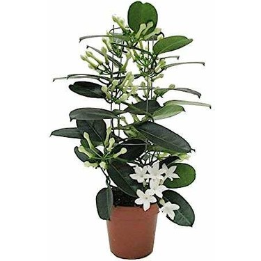 Madagaskar Yasemini  Stephanotis Floribunda Fiyat