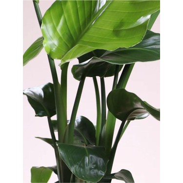 Garden Box Starlie (Strelitzia Reginae) Cennet Kuu Bitkisi Fiyat