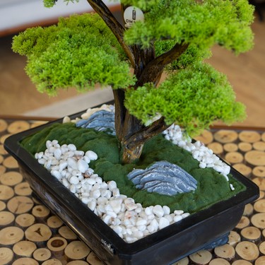 Atlas Bonsai-6 Masaüstü Kullanıma Uygun Doğal Ağaç Gövdeli Fiyatı