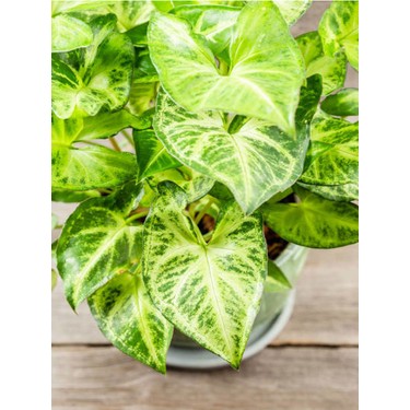 Garden Box Melek Kanadı Çiçeği 1 Adet Saksılı Ok Başı Fiyatı