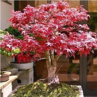 Nisa Fidancılık Acer Atropurpureum - Japon Akçaağacı Fiyatı