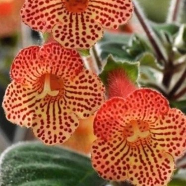 Bilgarden Özel Tür Citronella Kohleria Japon Küpelisi Çiçeği Fiyatı