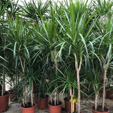 monstera adansonii grow light Monstera Adansonii Plant Care - How to Grow Monstera Adansonii