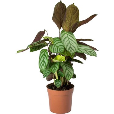 Calathea Ctenanthe Setosa (Dua Çiçeği) 20-40 cm Fiyatı