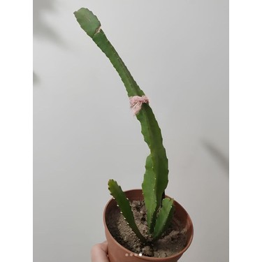 gymnocalycium pflanzii Gymnocalycium pflanzii albipulpa