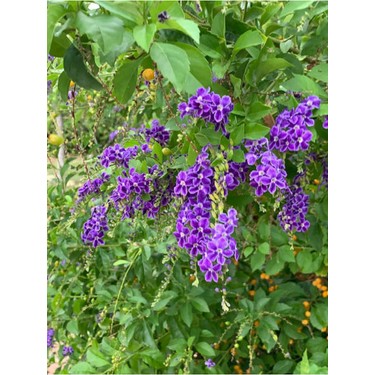 Duranta/mor Ağaç Menekşesi+Kokulu Hanımeli Çiçeği Fidanı Fiyatı