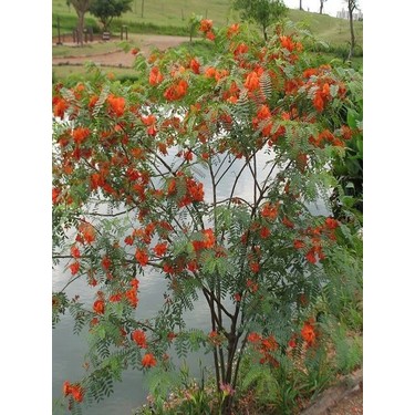 50 Semi Scarlet Wisteria Sesbania - Bonsai Samen Schnell Wachsend